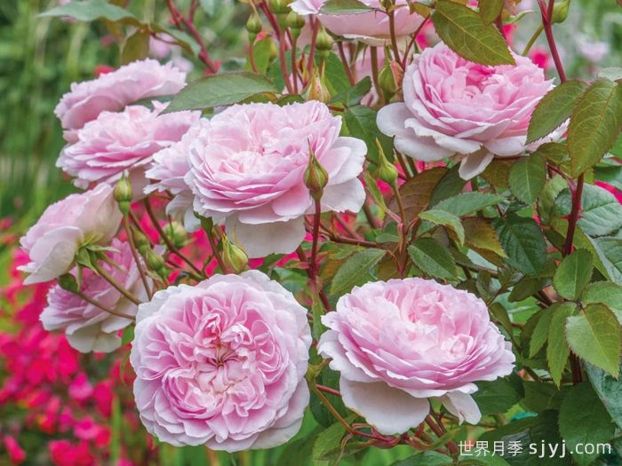 织工马南月季/塞拉斯马南月季Silas Marner(图4)