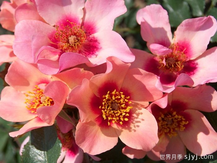 只为你的眼睛月季/唯你可见/只为你的双眼For Your Eyes Only(图1)