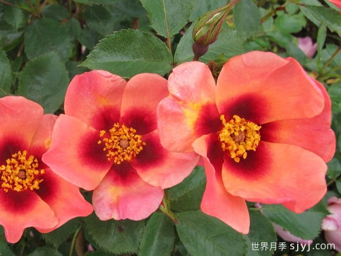 只为你的眼睛月季/唯你可见/只为你的双眼For Your Eyes Only(图3)