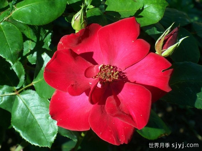 至高无上月季Altissimo(图1)