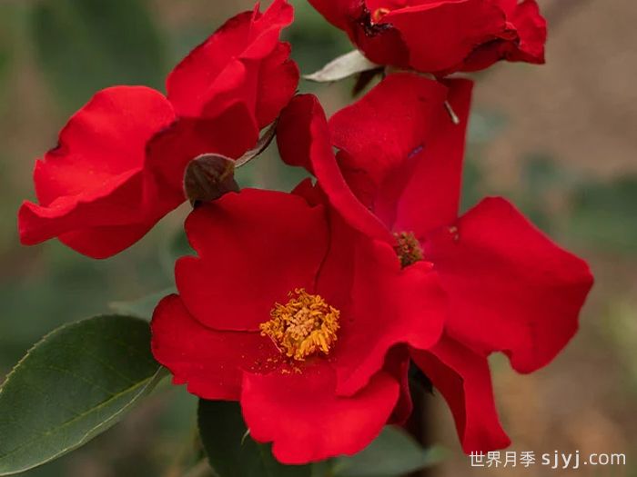 至高无上月季Altissimo(图2)