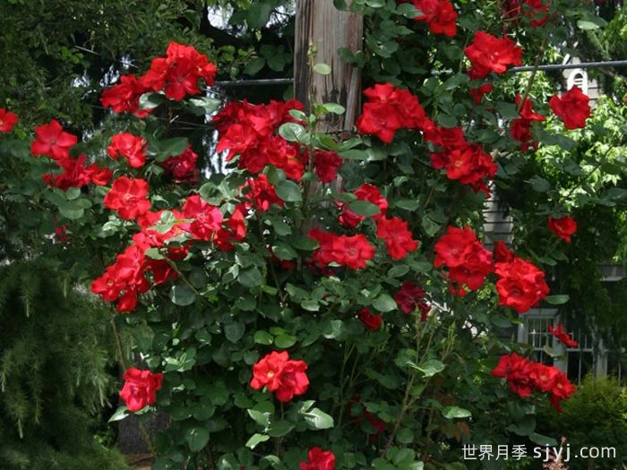 至高无上月季Altissimo(图4)