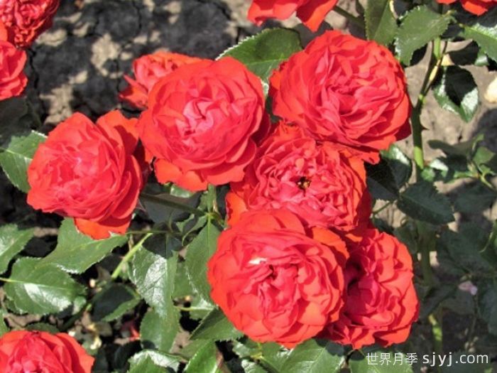 炙热洛可可月季/迪斯科女王月季Hot Rokoko(图3)