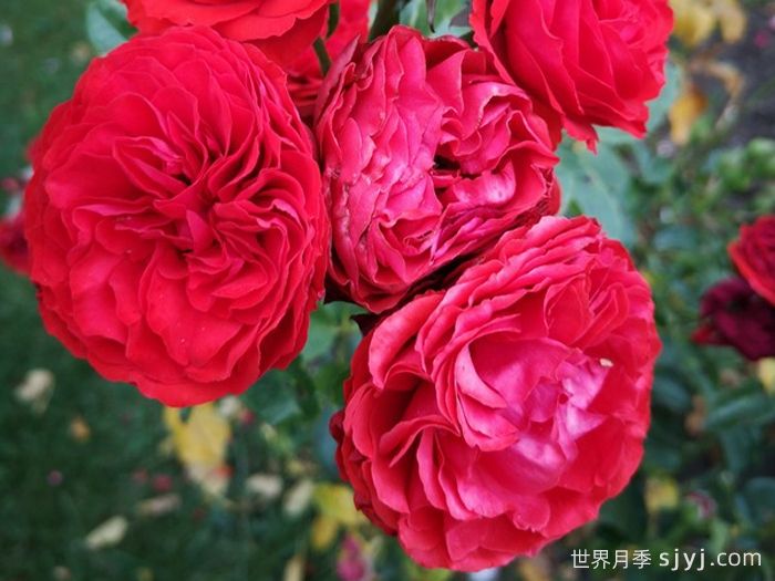 炙热洛可可月季/迪斯科女王月季Hot Rokoko(图2)