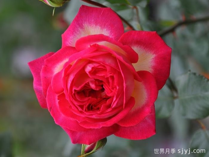 阿基里斯月季Achilles(图1)