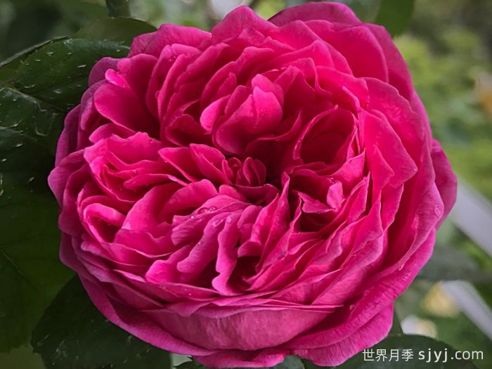 阿卡德米亚月季/学院月季Accademia(图3)