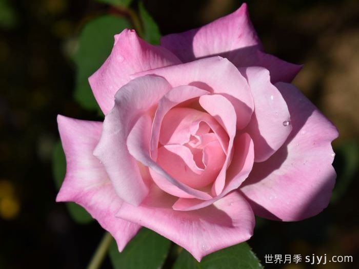 阿勒西娅月季/阿列西亚Alethea(图1)