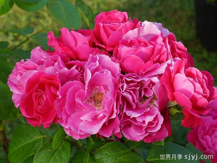 阿卡罗亚月季Akaroa(图1)