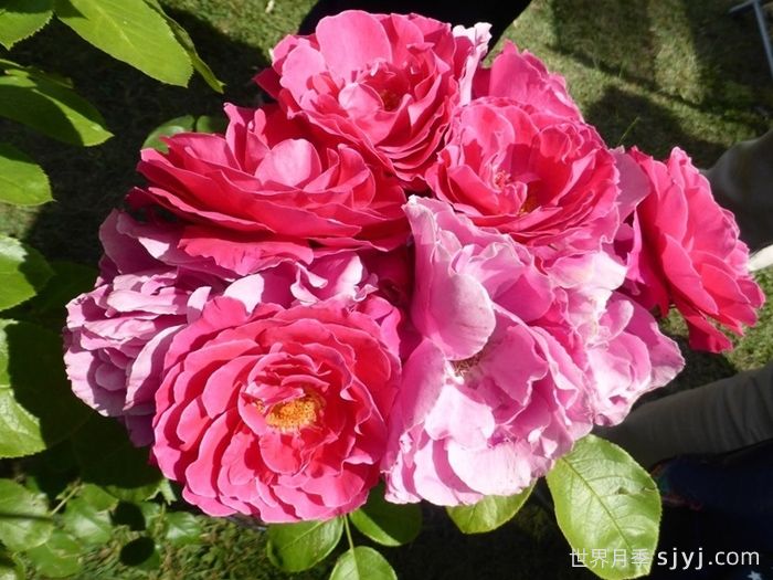 阿卡罗亚月季Akaroa(图2)