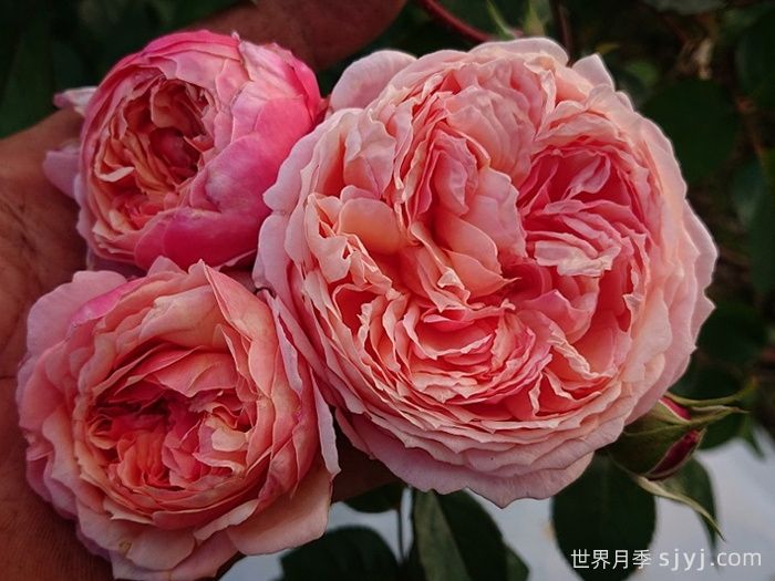 阿卡纳月季/神秘/阿尔卡纳Arcana(图2)