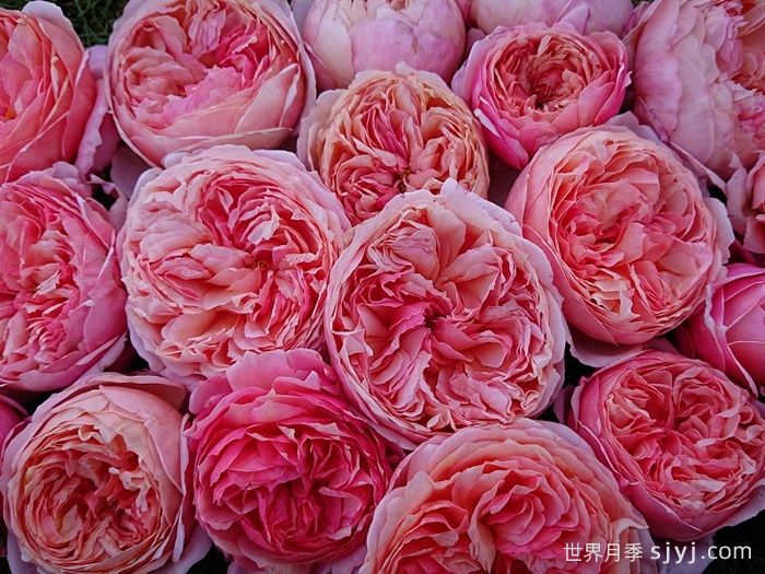 阿卡纳月季/神秘/阿尔卡纳Arcana(图3)