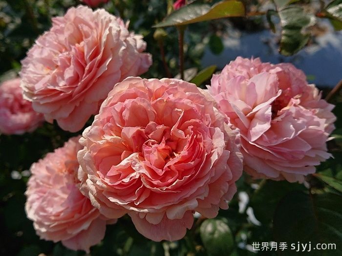 阿卡纳月季/神秘/阿尔卡纳Arcana(图4)