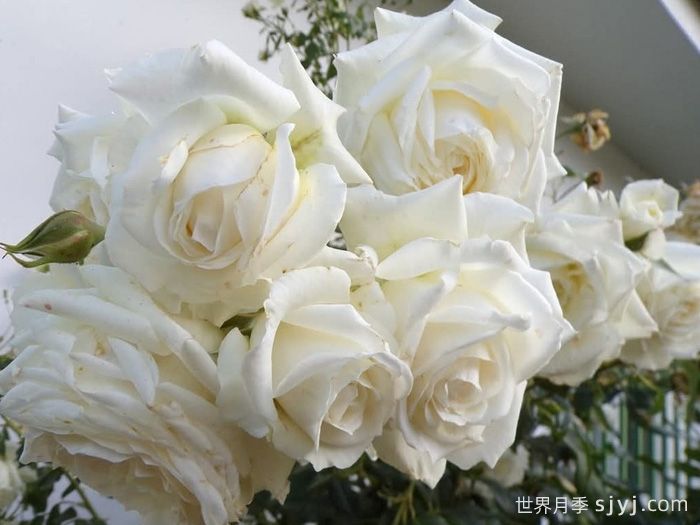 阿拉斯加月季/冰雪奇缘/雪国Alaska(图2)