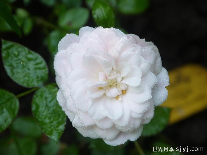 阿丽娜月季Alina(图1)