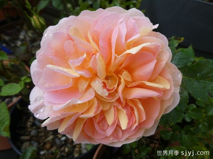 阿梅丽诺冬月季/爱蜜莉诺冬Amelie Nothomb(图1)