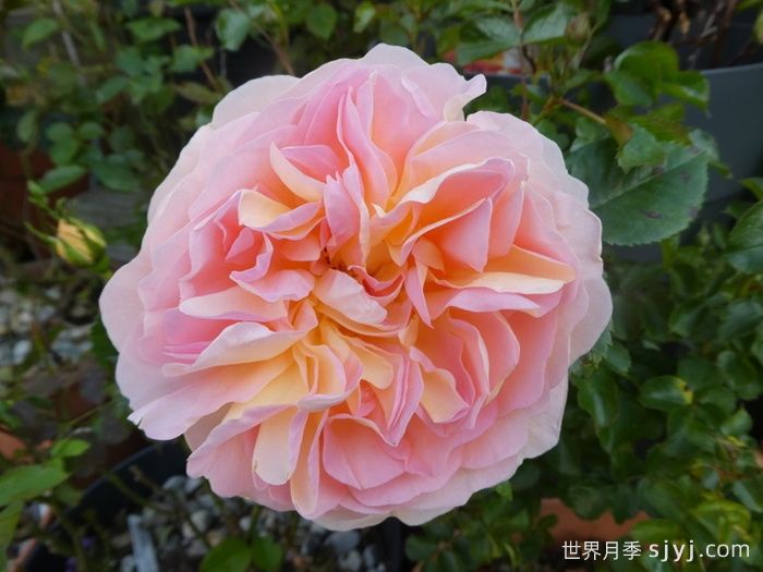 阿梅丽诺冬月季/爱蜜莉诺冬Amelie Nothomb(图3)