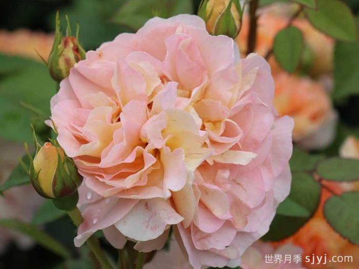 阿梅丽诺冬月季/爱蜜莉诺冬Amelie Nothomb(图4)