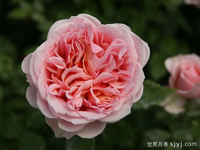  阿莫罗萨月季/新娘捧花月季Amorosa(图2)