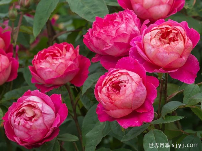 本杰明布里顿月季Benjamin Britten(图1)