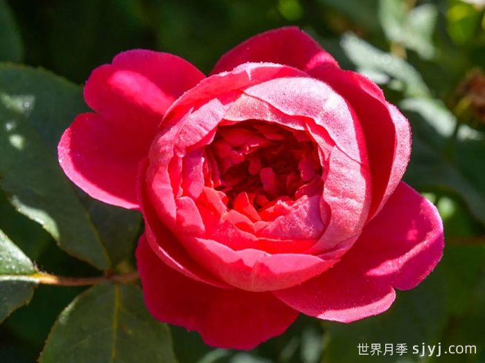 本杰明布里顿月季Benjamin Britten(图3)