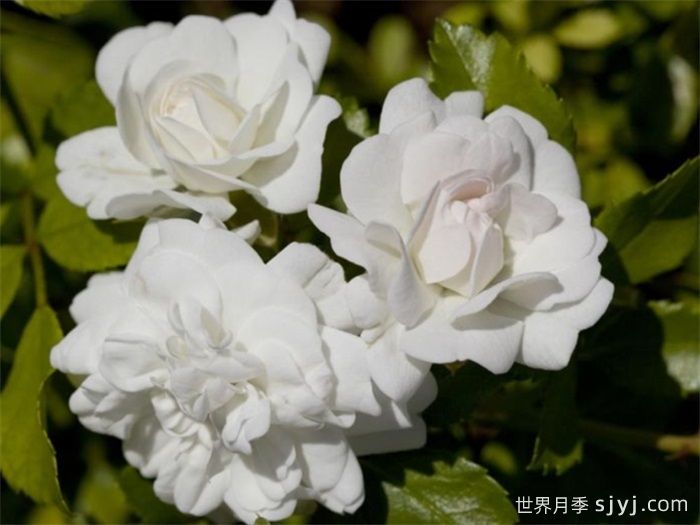 冰漂流Icy Drift(图1)