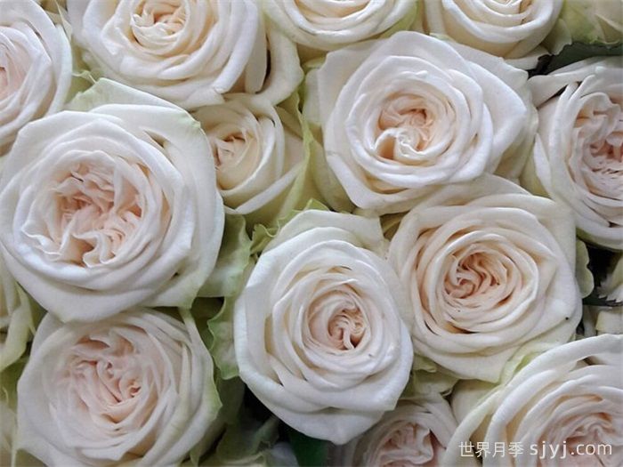 冰心月季/朱维纳Juwena(图1)