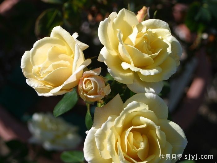 彼得阿隆索月季Peter Alonso(图1)