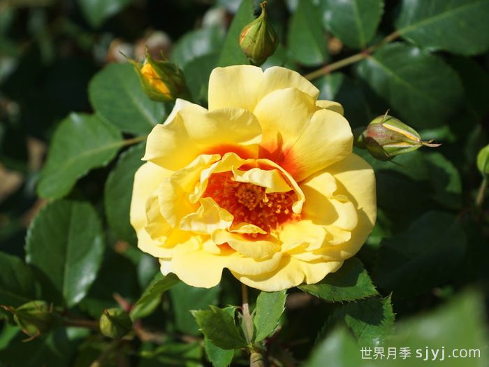 彼得的波斯月季Peters Persica(图2)