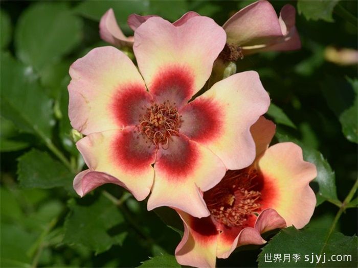 别致巴比伦眼睛月季Fancy Babylon Eyes(图2)