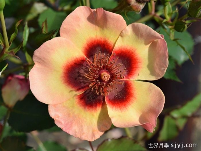 别致巴比伦眼睛月季Fancy Babylon Eyes(图1)