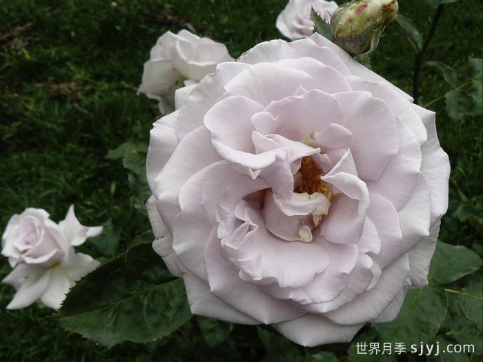 不锈钢月季StaInless Steel(图2)