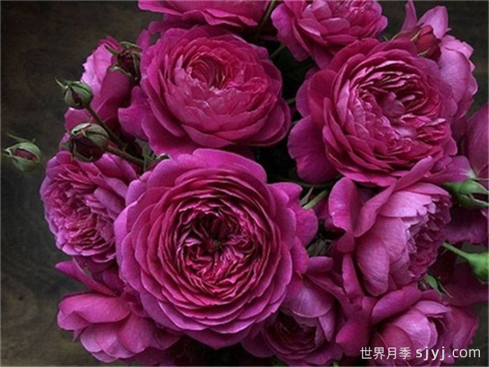 布盒月季/法式布盒月季Cartonnage(图2)