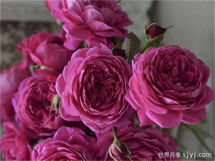 布盒月季/法式布盒月季Cartonnage(图1)