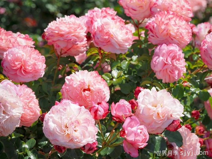 彩笔浪漫月季/大卫霍克尼月季David Hockney(图2)