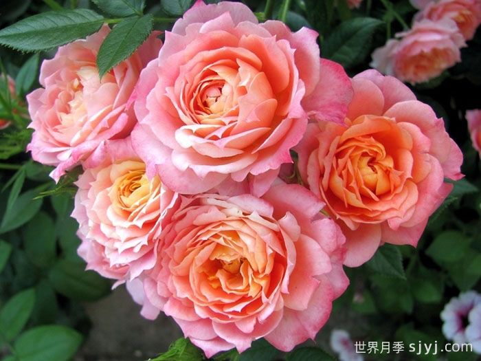 布里奥萨月季Briosa(图1)