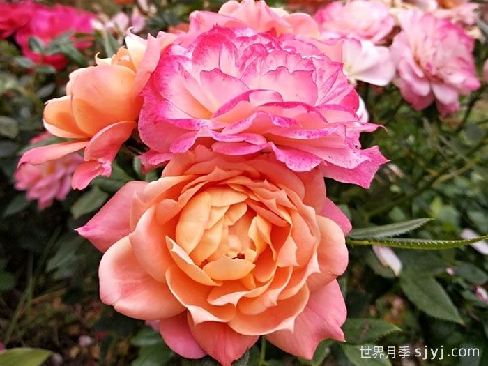 布里奥萨月季Briosa(图2)