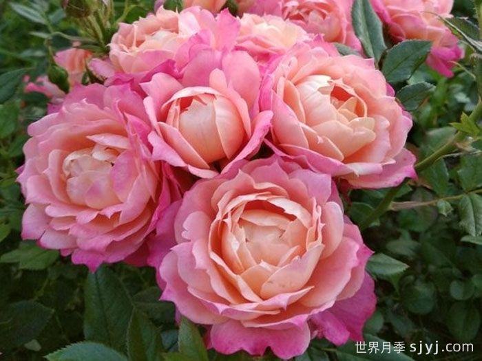 布里奥萨月季Briosa(图3)