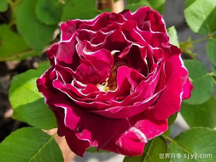 布罗德男爵月季Baron Girod de lAin(图1)