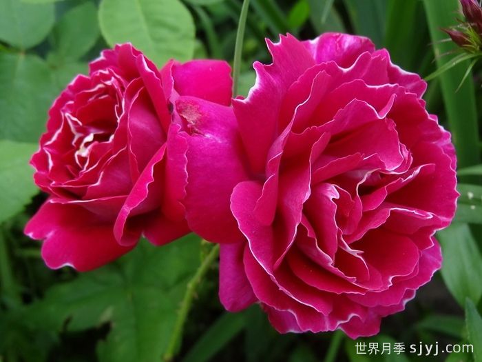 布罗德男爵月季Baron Girod de lAin(图2)