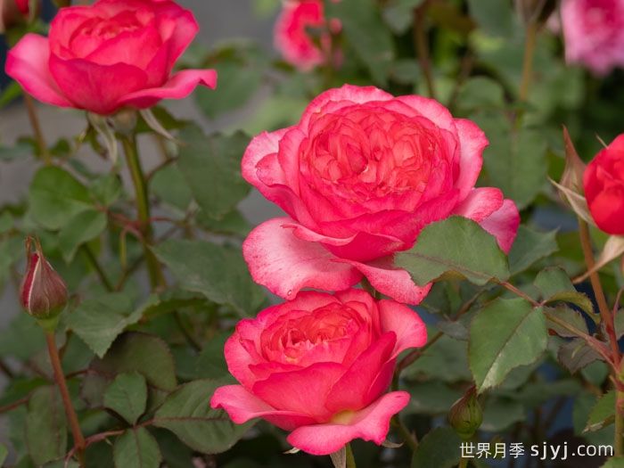 采薇月季(图3)