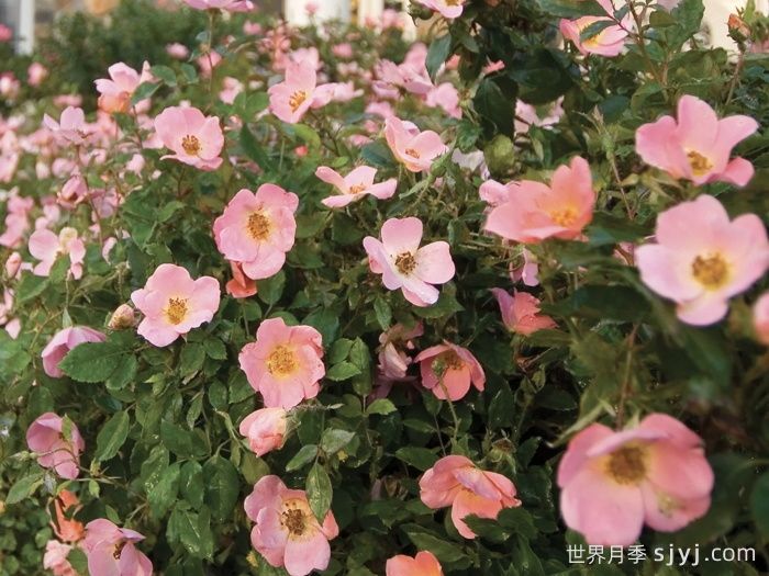 彩虹绝代佳人月季/娇羞绝代佳人Rainbow Knock Out(图3)