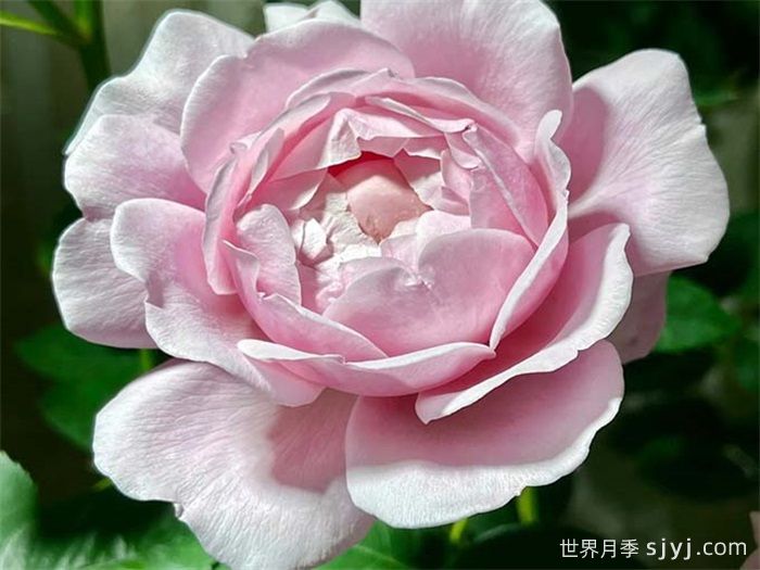 草莓秋千月季Strawberry Swing(图2)