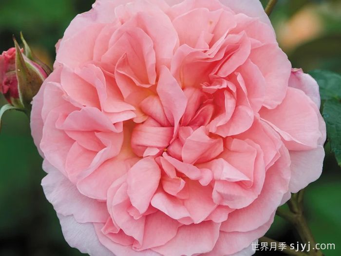 草莓山月季Strawberry Hill(图2)