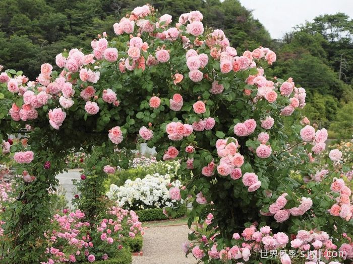 草莓山月季Strawberry Hill(图5)