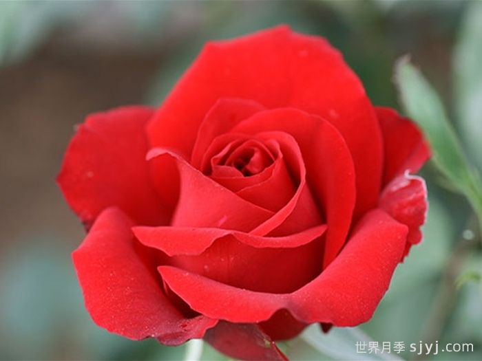 新奥运月季/奥运会(图1)