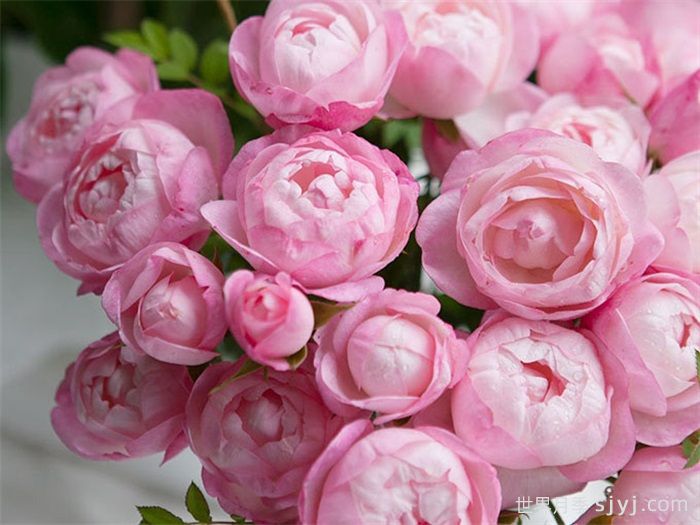 草莓杏仁饼月季Strawberry Macaron(图1)