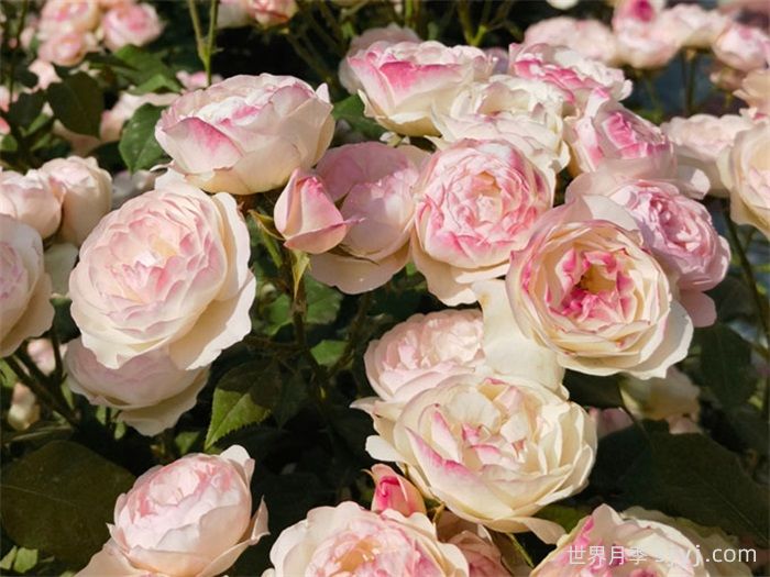 草莓杏仁饼月季Strawberry Macaron(图3)