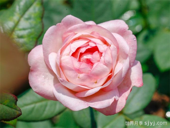 草莓杏仁饼月季Strawberry Macaron(图2)