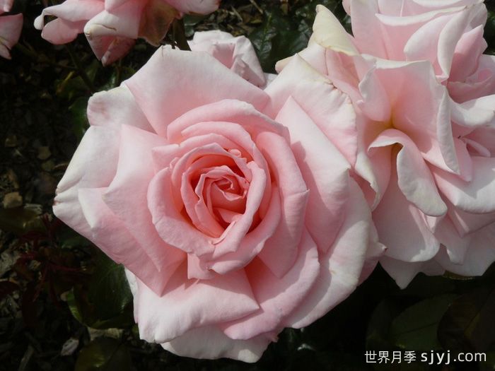 奥特亚罗瓦月季/新西兰月季Aotearoa(图2)