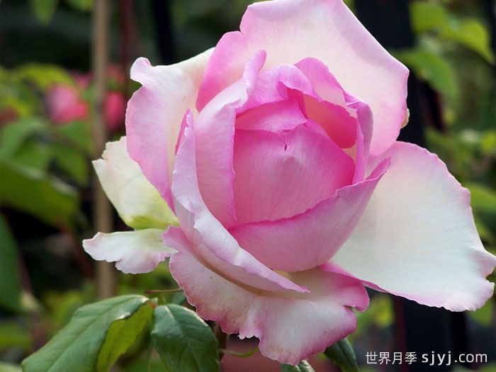 巴尔扎克的荣耀月季Honore de Balzac(图2)